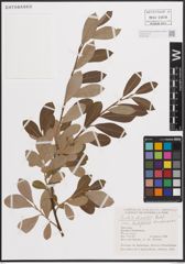 Foto von Salix discolor var. latifolia Andersson